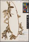 Foto von Salix eriocephala var. watsonii (Bebb) Dorn